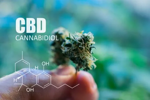 CBD THC chemical elements contained in the Cannabis . Medical Marijuana 2019. Stock Photos