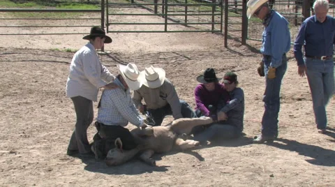 CCC Ranch Branding 2 Video stock 67812840