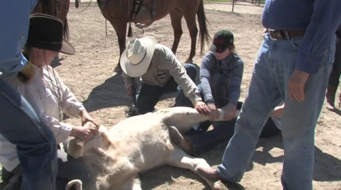 CCC Ranch Branding a cow Stock Footage 67812875