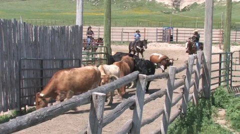 CCC Ranch Coiws Stock Footage 67812872
