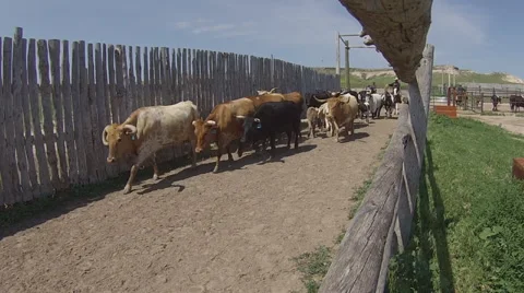 CCC Ranch Cows Stock Footage 67812920