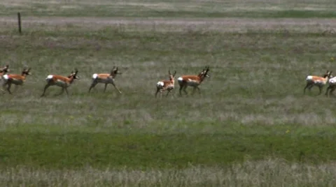 CCC Ranch Deer Running Stock Footage 67812916