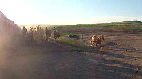 CCC Ranch Dusty Horse Stock Footage 67812933