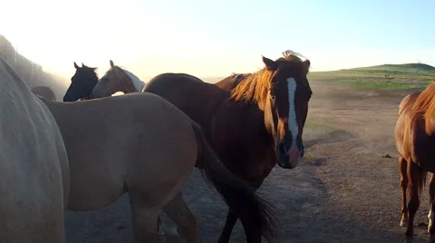 CCC Ranch Dusty horses Video stock 67812934