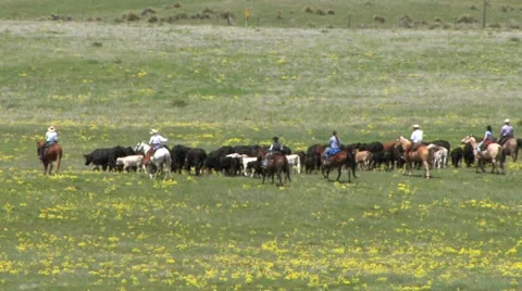 CCC Ranch Herding Cows Stock Footage 67812969
