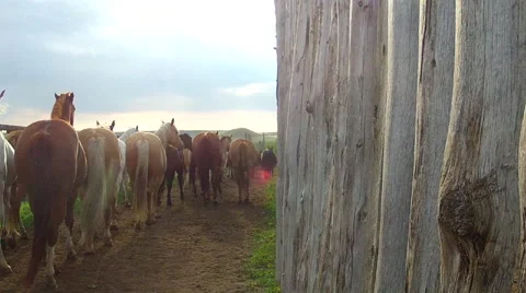 CCC Ranch Herding Horses 2 Stock Footage 67813057