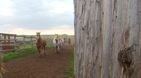 CCC Ranch Herding Horses 3 Video stock 67813134