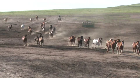 CCC Ranch Horse Run In Video stock 67813182