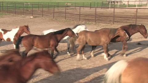 CCC Ranch Horses Herding In Stock Footage 67813201