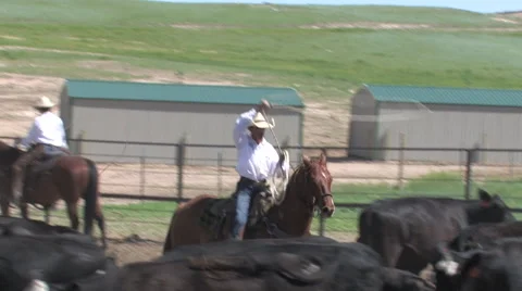CCC Ranch Roping a Cow 2 Video stock 67812692
