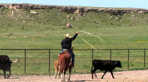 CCC Ranch Roping Cow Stock Footage 67812703