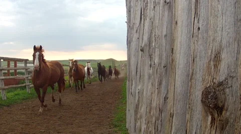 CCC Ranch Run By 1 Video stock 67812722