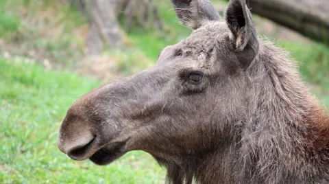 Cclose up to elk Video stock 6955566