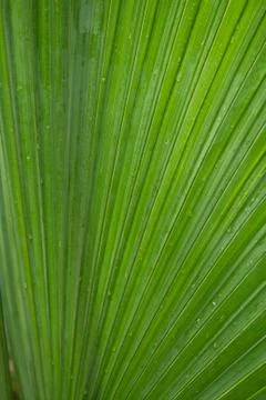 Cclose-up palm tree leaf Stock Photos