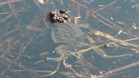 Ccommon toad (Bufo bufo) in early spring Video stock 22825953