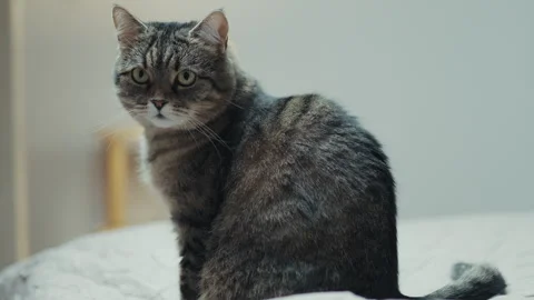 CCozy cat sitting on a bed by a glowing night lamp in a bedroom interior Stock Footage 330432930
