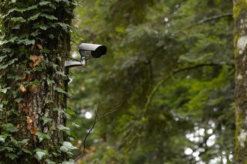 A CCTV camera mounted on a tree trunk in a public park. Foto stock