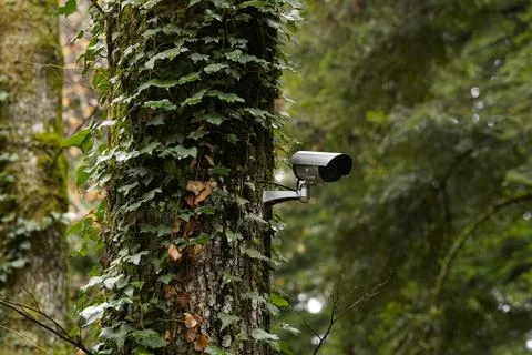 A CCTV camera mounted on a tree trunk in a public park. 库存照片