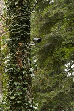 A CCTV camera mounted on a tree trunk in a public park. Stock-Fotos
