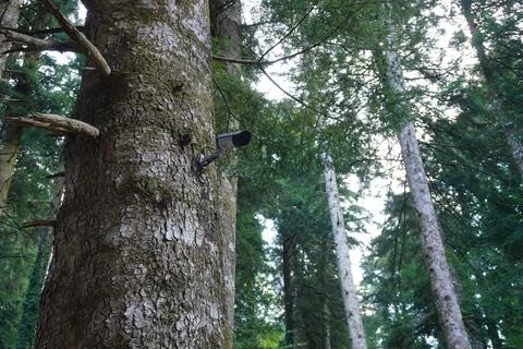 CCTV camera on a tree. 스톡 사진