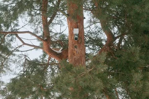 CCTV on the pine Stock Photos