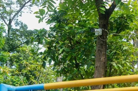 CCTV on a tree trunk Stock Photos