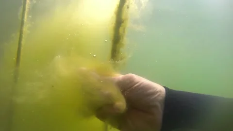 Ccuba diver touching the cane underwater which is covered by algae Stock Footage 158033935