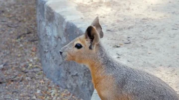 Ccute kangaroo Red necked Wallaby - Macropus rufogriseus Stock Footage 86152102