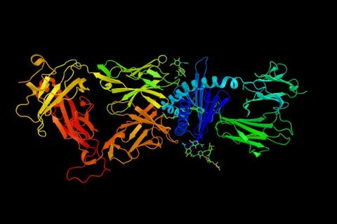 CD1d, a protein expressed on the surface of various human antigen-presentin.. Stock Illustration
