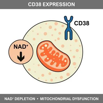 CD38 Expression and NAD Plus Depletion in Cells Stock Illustration