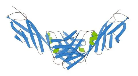 CD4 surface protein. 3D Illustration. Stock Illustration
