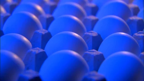 CDC scientists test bird eggs for avian flu. Stock Footage 123366175