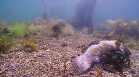 Ceab struggls to eat fish Video stock 56750707