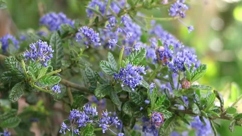 Ceanothos Puget Blue Stock Footage 154511389