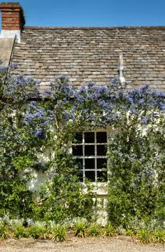 Ceanothus around a cottage window Stock Photos