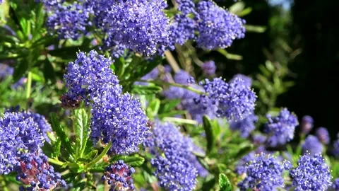 Ceanothus Concha in flower Vidéo 154511427