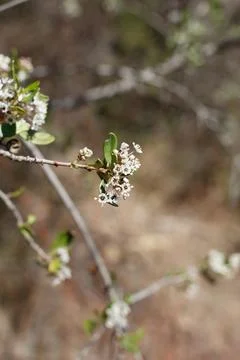 CEANOTHUS CUNEATUS BLOOM Stock Photos