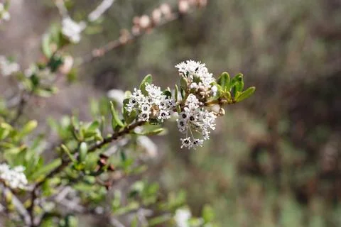 CEANOTHUS CUNEATUS BLOOM Stock Photos