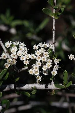 CEANOTHUS CUNEATUS BLOOM Foto stock