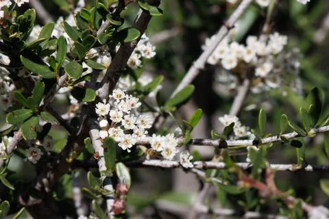CEANOTHUS CUNEATUS BLOOM Stock Photos