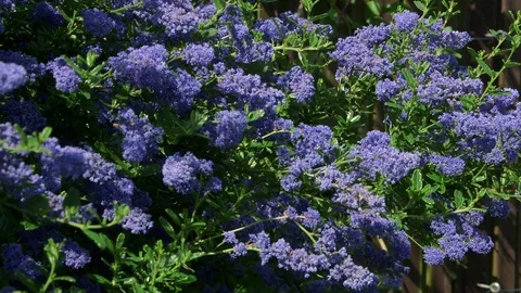 CEANOTHUS DARK STAR SHRUB NORTH YORKSHIRE ENGLAND Stock-Footage 70716951
