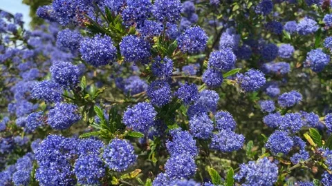 Ceanothus Stock Footage 190974246