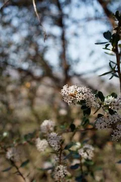 CEANOTHUS MEGACARPUS BLOOM Stock Photos