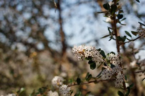 CEANOTHUS MEGACARPUS BLOOM Stock Photos
