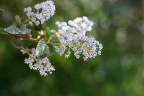 CEANOTHUS OLIGANTHUS BLOOM Stock Photos