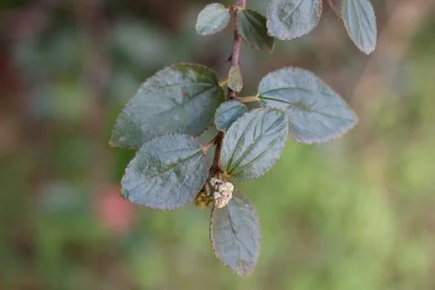 CEANOTHUS OLIGANTHUS LEAF Stock Photos