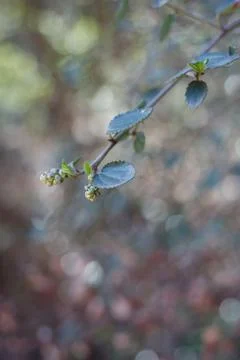 CEANOTHUS OLIGANTHUS LEAF Stock Photos