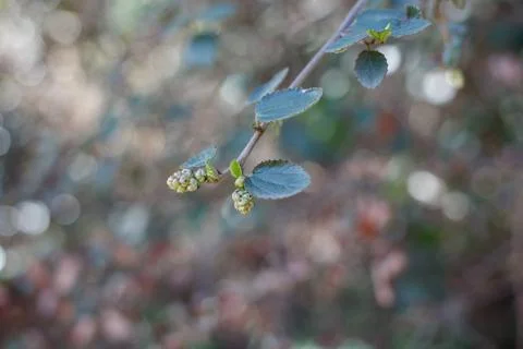 CEANOTHUS OLIGANTHUS LEAF Foto stock