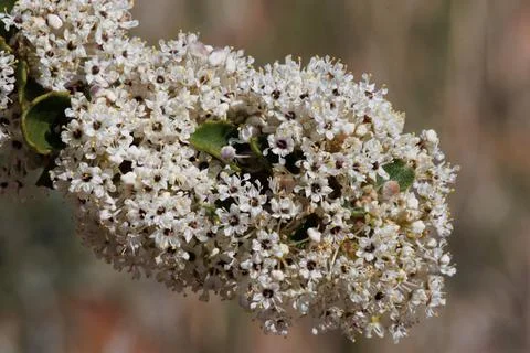 CEANOTHUS PERPLEXANS BLOOM Foto stock