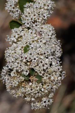CEANOTHUS PERPLEXANS BLOOM Stock Photos